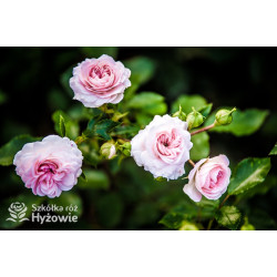 Larissa® - Róże Okrywowe - 