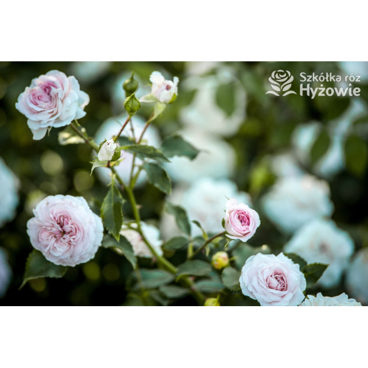 Larissa® - Róże Okrywowe - 