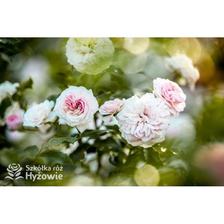 Larissa® - Róże Okrywowe - 