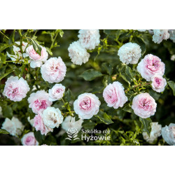 Larissa® - Róże Okrywowe - 