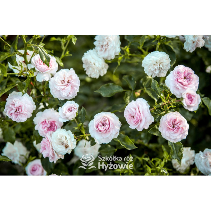 Larissa® - Róże Okrywowe - 