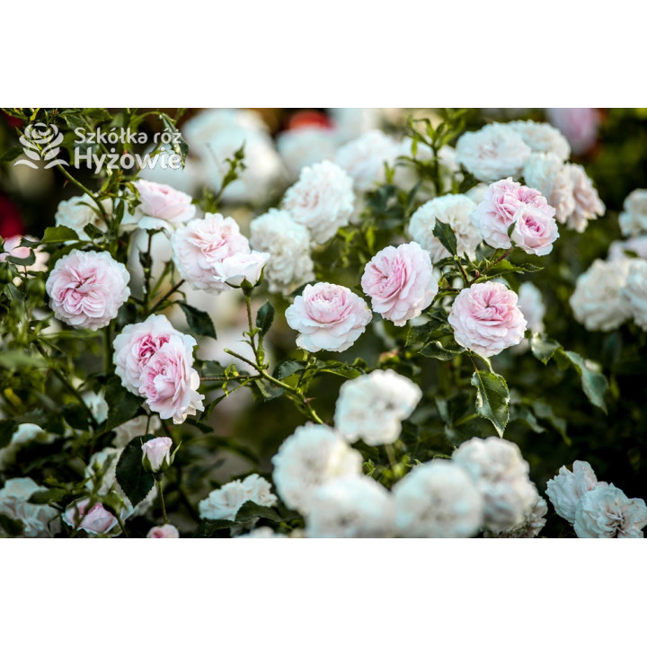 Larissa® - Róże Okrywowe - 