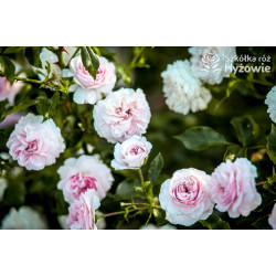 Larissa® - Róże Okrywowe - 