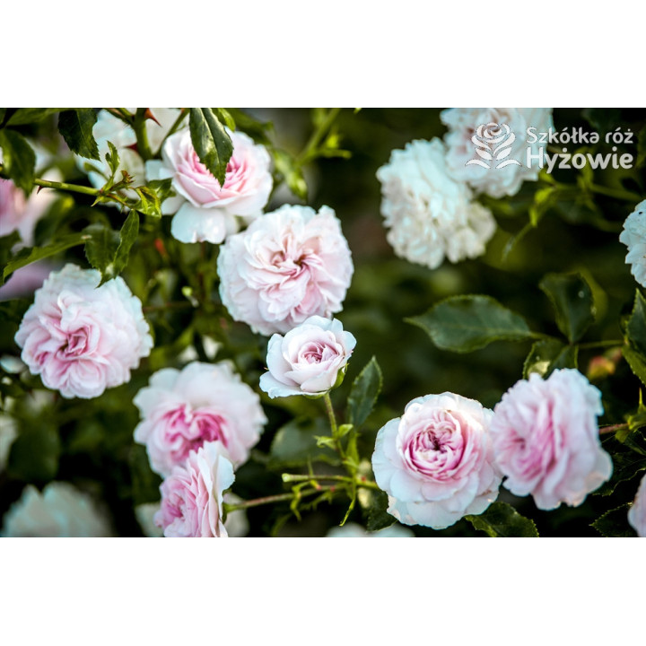 Larissa® - Róże Okrywowe - 