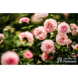 Larissa® - Róże Okrywowe - 