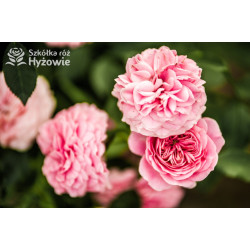 Larissa® - Róże Okrywowe - 