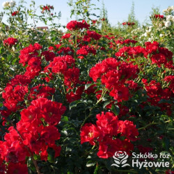 Matador® - Róże Okrywowe -  Matador® - Róże Okrywowe -