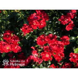 Matador® - Róże Okrywowe -  Matador® - Róże Okrywowe -