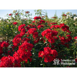 Matador® - Róże Okrywowe -  Matador® - Róże Okrywowe -