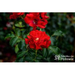 Matador® - Róże Okrywowe -  Matador® - Róże Okrywowe -