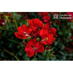 Matador® - Róże Okrywowe -  Matador® - Róże Okrywowe -