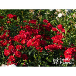 Matador® - Róże Okrywowe -  Matador® - Róże Okrywowe -