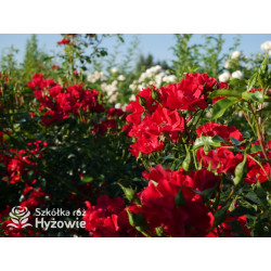 Matador® - Róże Okrywowe -  Matador® - Róże Okrywowe -