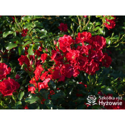Matador® - Róże Okrywowe -  Matador® - Róże Okrywowe -