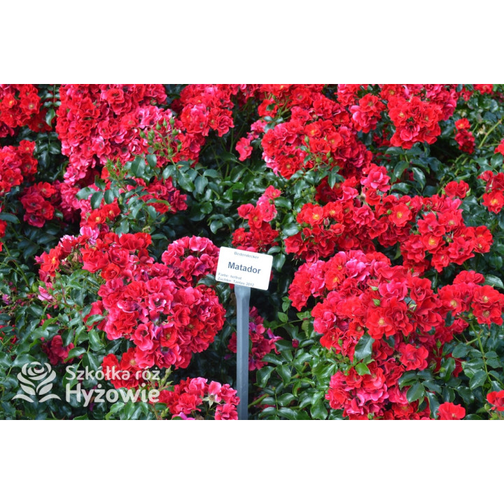 Matador® - Róże Okrywowe -  Matador® - Róże Okrywowe -