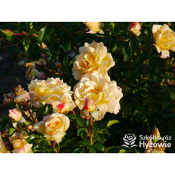 Candela® - Róże Okrywowe - 