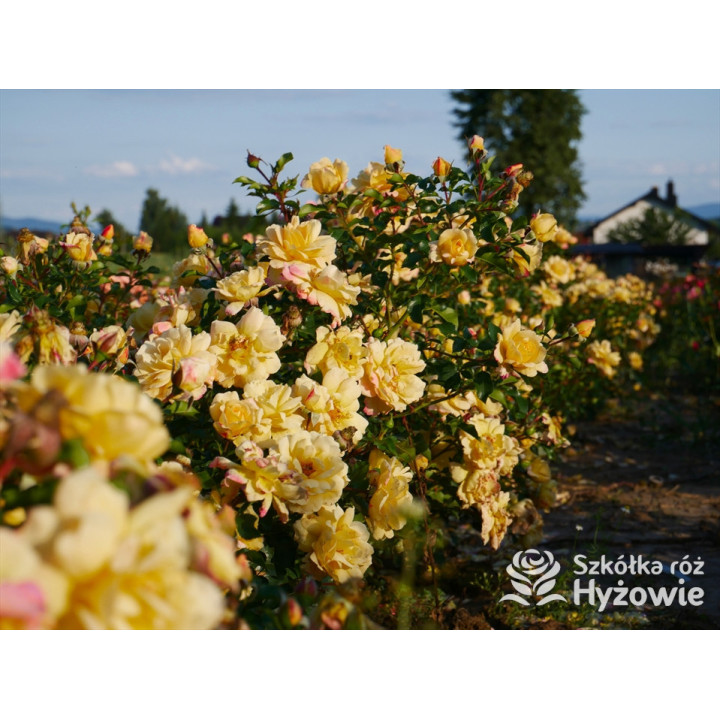 Candela® - Róże Okrywowe - 