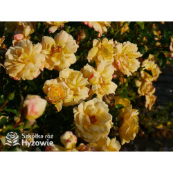 Candela® - Róże Okrywowe - 