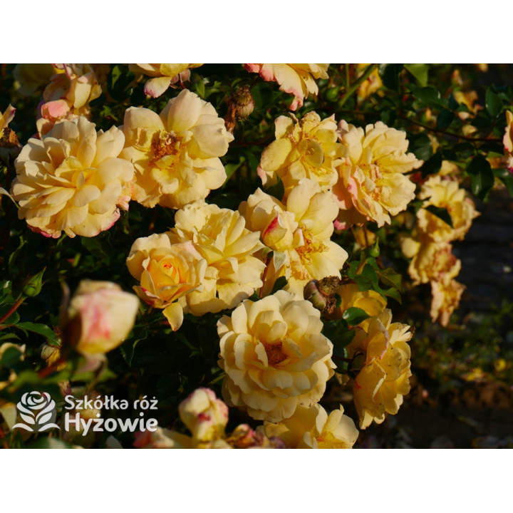 Candela® - Róże Okrywowe - 