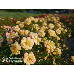 Candela® - Róże Okrywowe - 