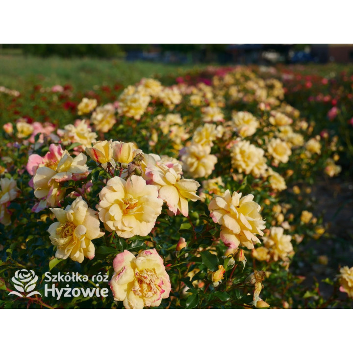 Candela® - Róże Okrywowe - 