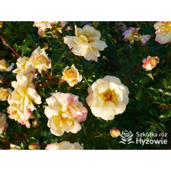 Candela® - Róże Okrywowe - 