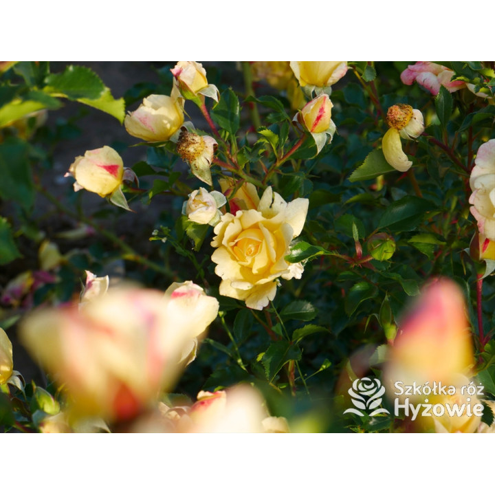 Candela® - Róże Okrywowe - 