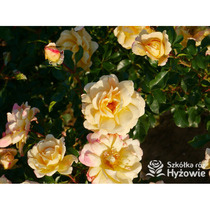 Candela® - Róże Okrywowe - 