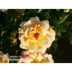 Candela® - Róże Okrywowe - 