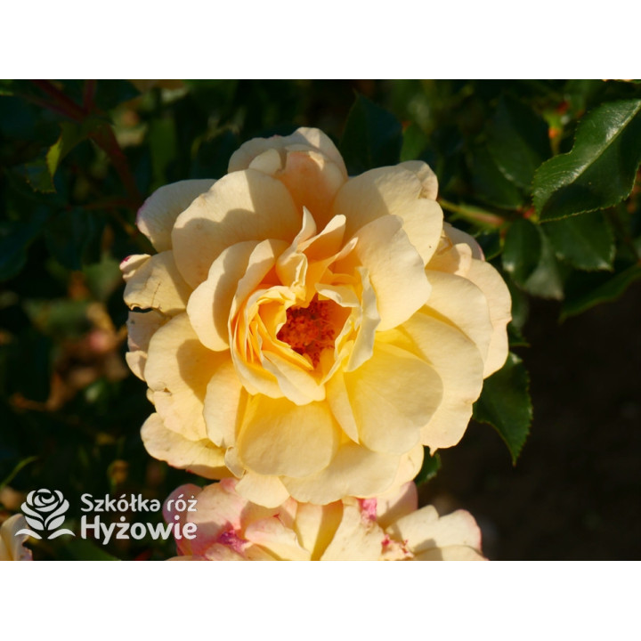 Candela® - Róże Okrywowe - 