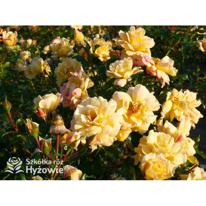 Candela® - Róże Okrywowe - 