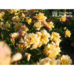 Candela® - Róże Okrywowe - 