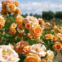 Bentheimer Gold® - Róże Okrywowe -