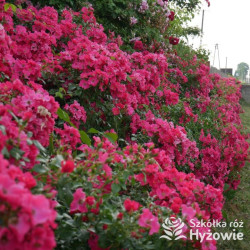 Stadt Rom® - Róże Okrywowe -