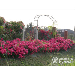 Stadt Rom® - Róże Okrywowe - 