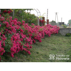 Stadt Rom® - Róże Okrywowe - 