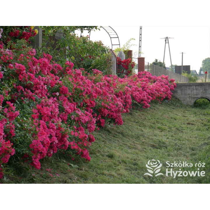 Stadt Rom® - Róże Okrywowe - 