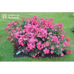 Stadt Rom® - Róże Okrywowe - 