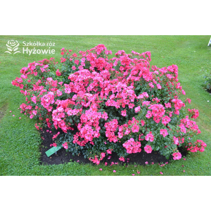 Stadt Rom® - Róże Okrywowe - 