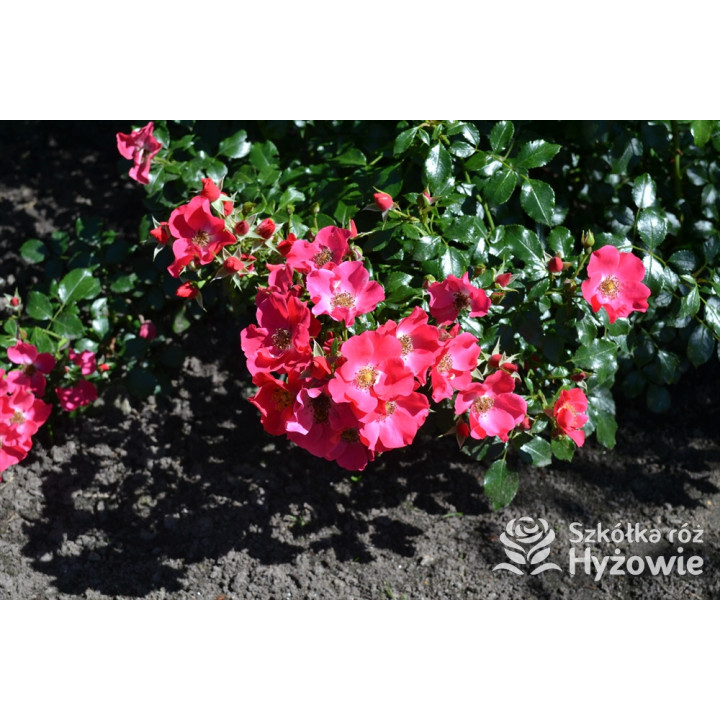 Stadt Rom® - Róże Okrywowe - 