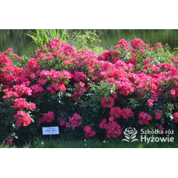 Stadt Rom® - Róże Okrywowe - 