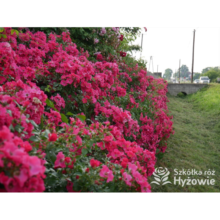 Stadt Rom® - Róże Okrywowe - 