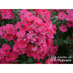 Stadt Rom® - Róże Okrywowe - 