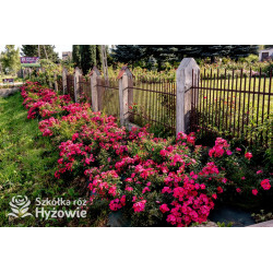 Stadt Rom® - Róże Okrywowe - 