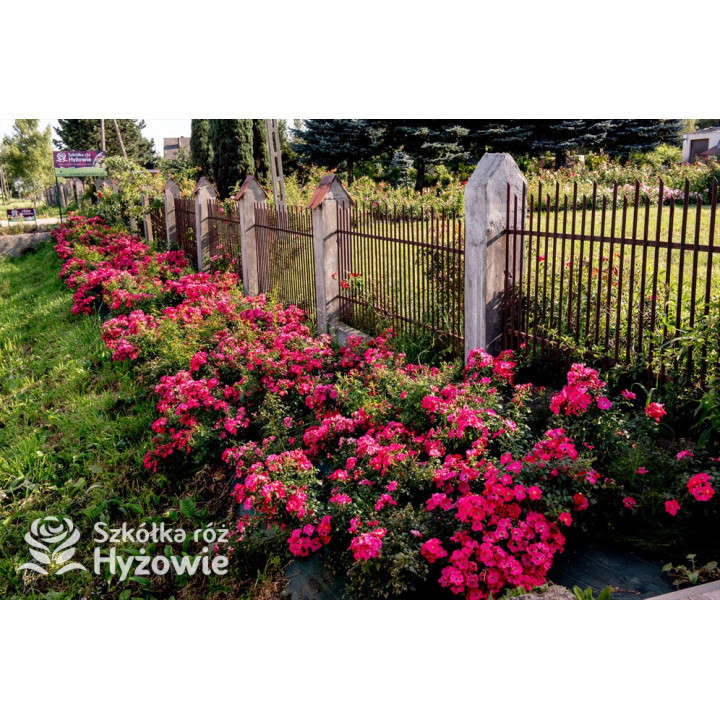 Stadt Rom® - Róże Okrywowe - 