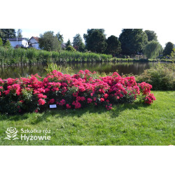 Stadt Rom® - Róże Okrywowe - 