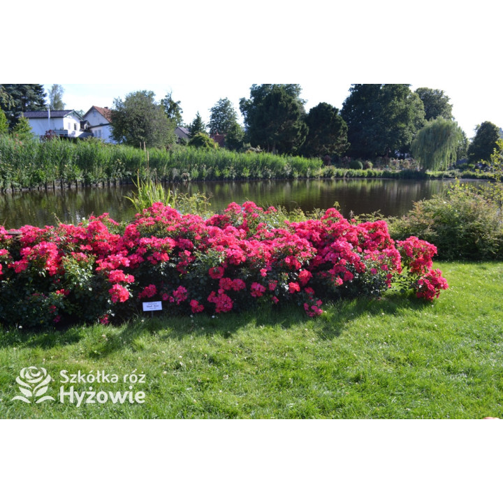 Stadt Rom® - Róże Okrywowe - 