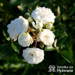 'White The Fairy' - Róże Okrywowe -
