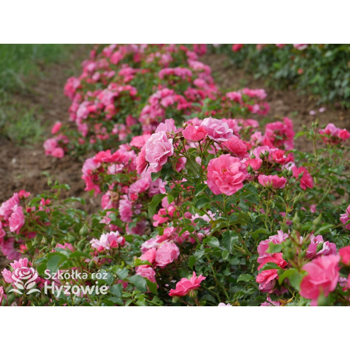 'Noatraum' - Róże Okrywowe - 