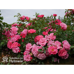 'Noatraum' - Róże Okrywowe - 